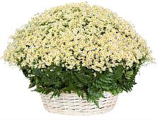 Цветочная композиция из Ромашки в корзине #REPLACE_PRED# Курьи